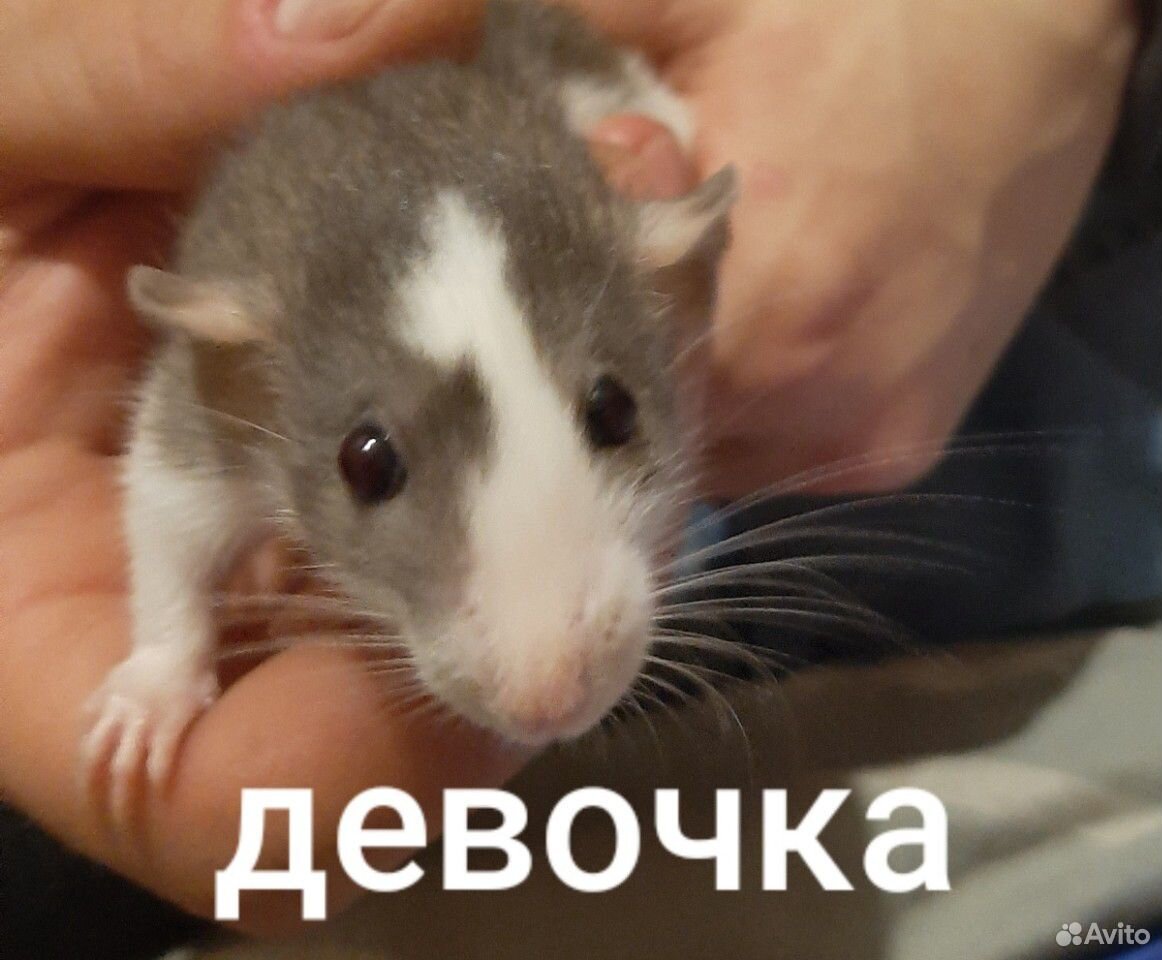 Крысёнок купить на Зозу.ру - фотография № 6
