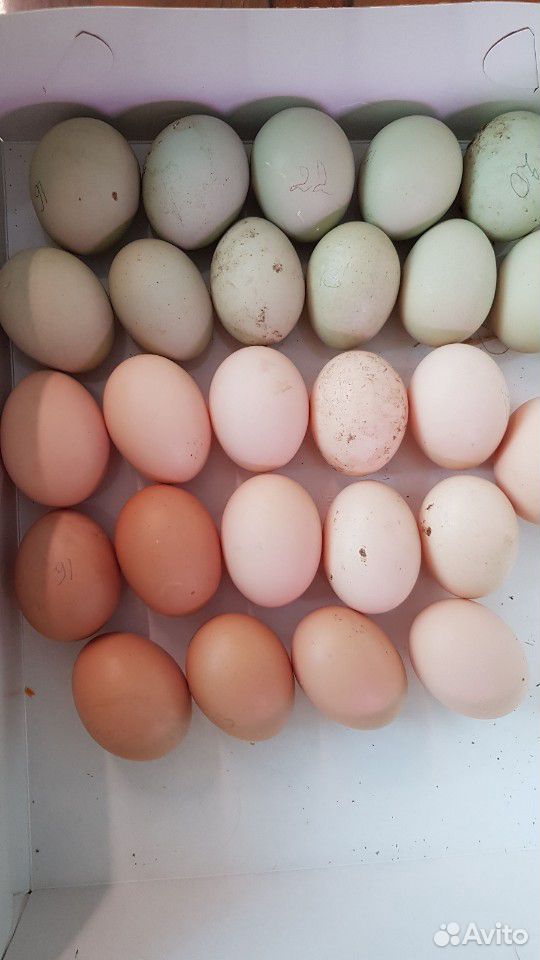 Цыплята амераукан и инкубационное яйцо купить на Зозу.ру - фотография № 5