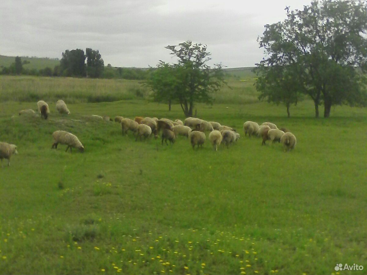 Овцы молодые матки ярки бараны купить на Зозу.ру - фотография № 4
