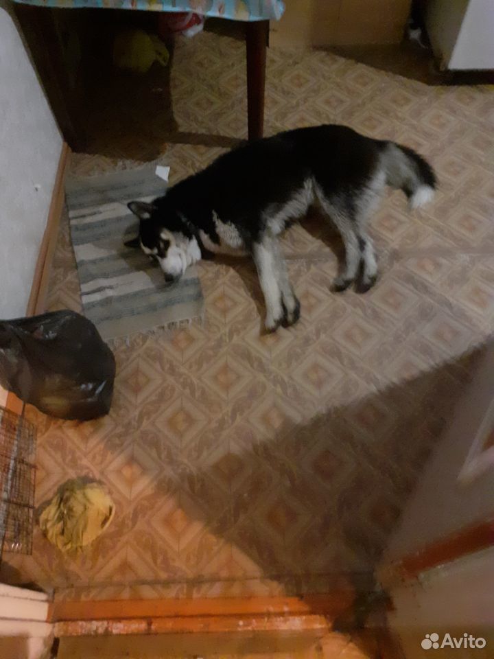 Найден пес хаски купить на Зозу.ру - фотография № 1