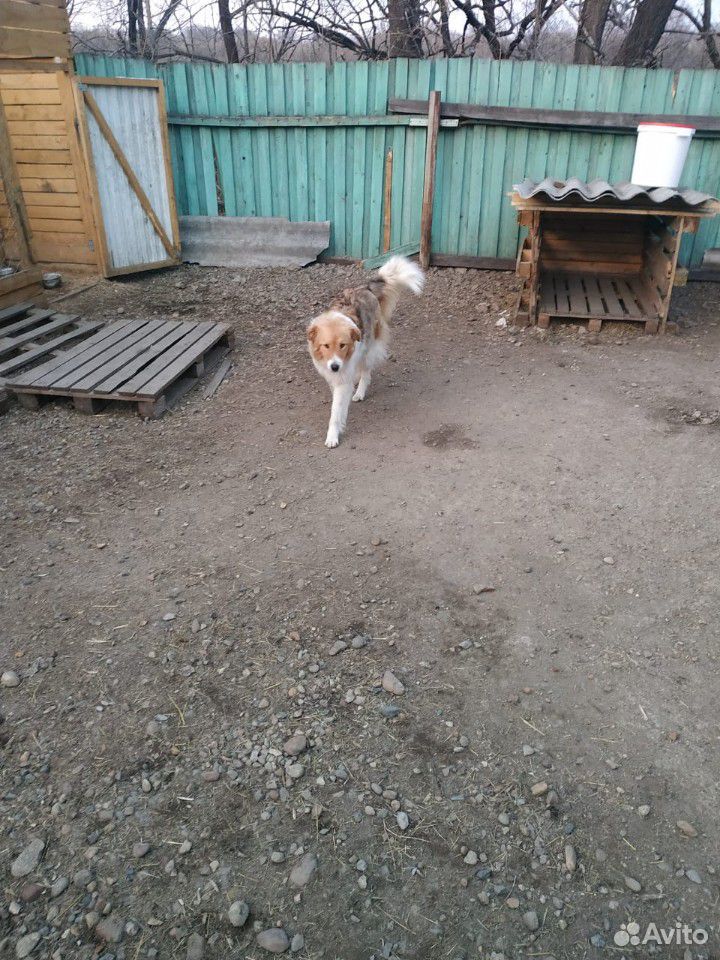 Собака из приюта купить на Зозу.ру - фотография № 4