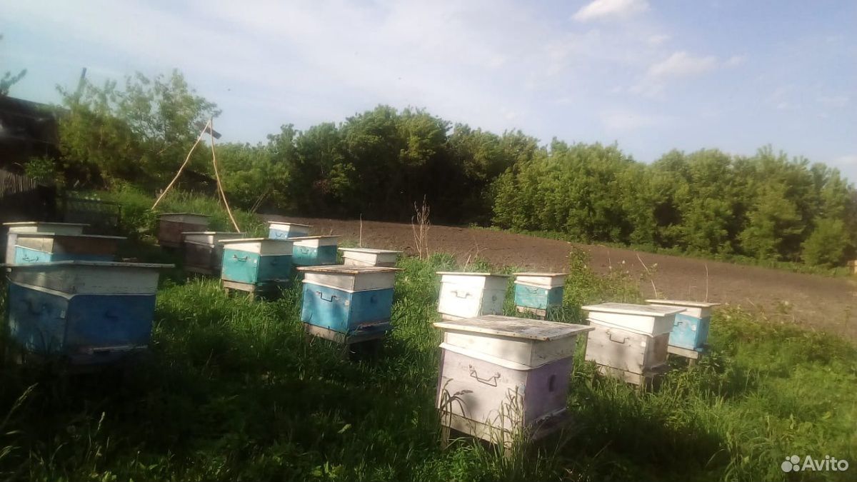 Продам мед купить на Зозу.ру - фотография № 2