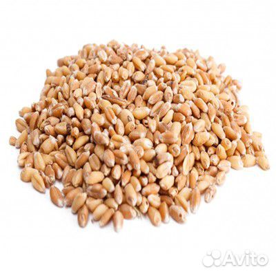 Пшеница 1 тонна купить на Зозу.ру - фотография № 1