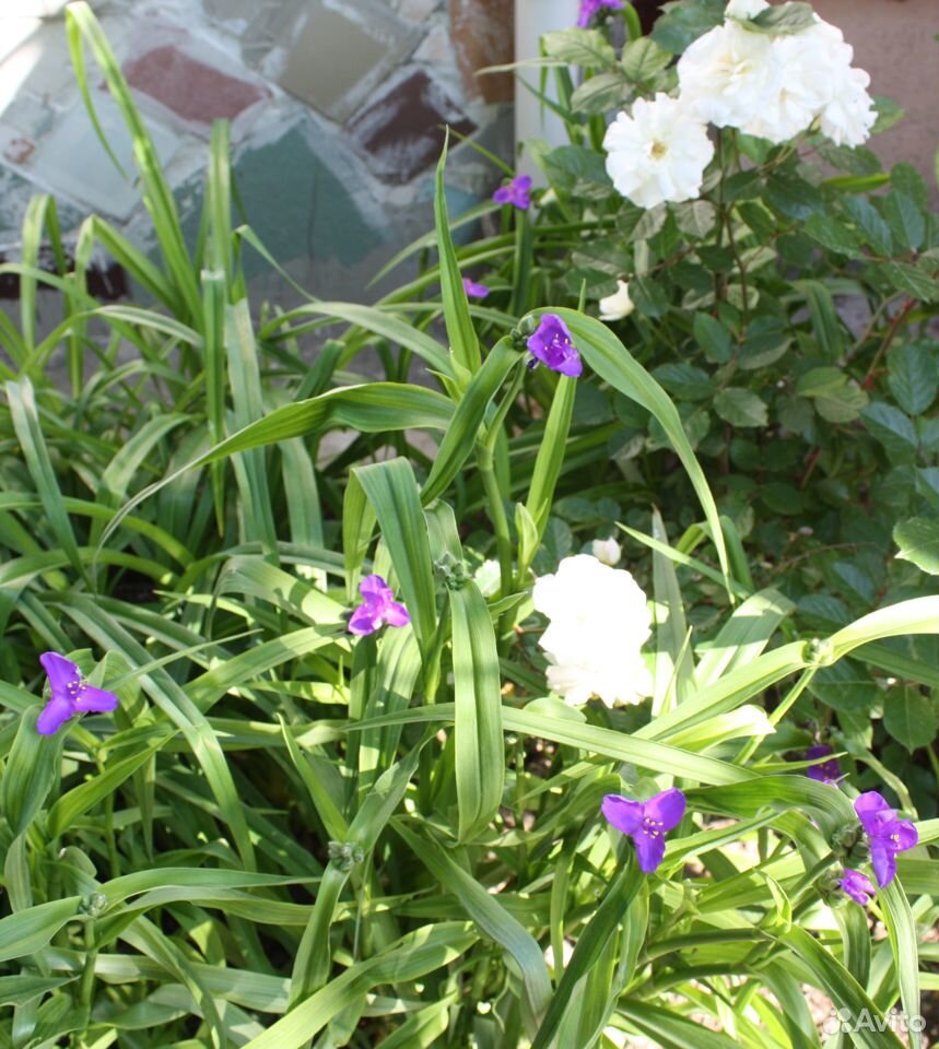 Традесканция Андерсона- цветок весны, лета и осени купить на Зозу.ру - фотография № 3
