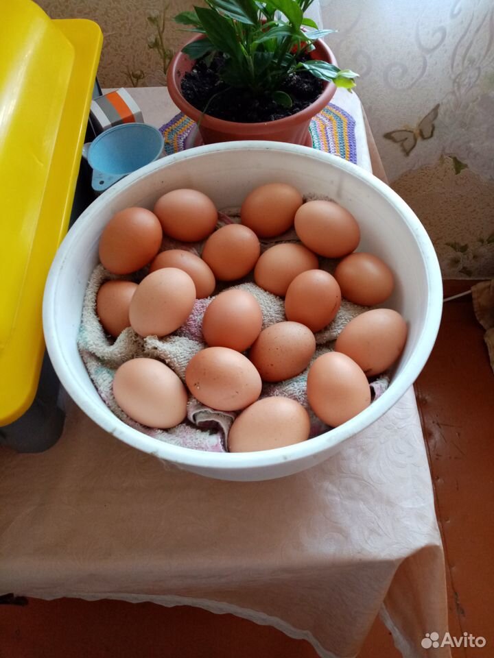 Инкубационное яйцо куринное купить на Зозу.ру - фотография № 1