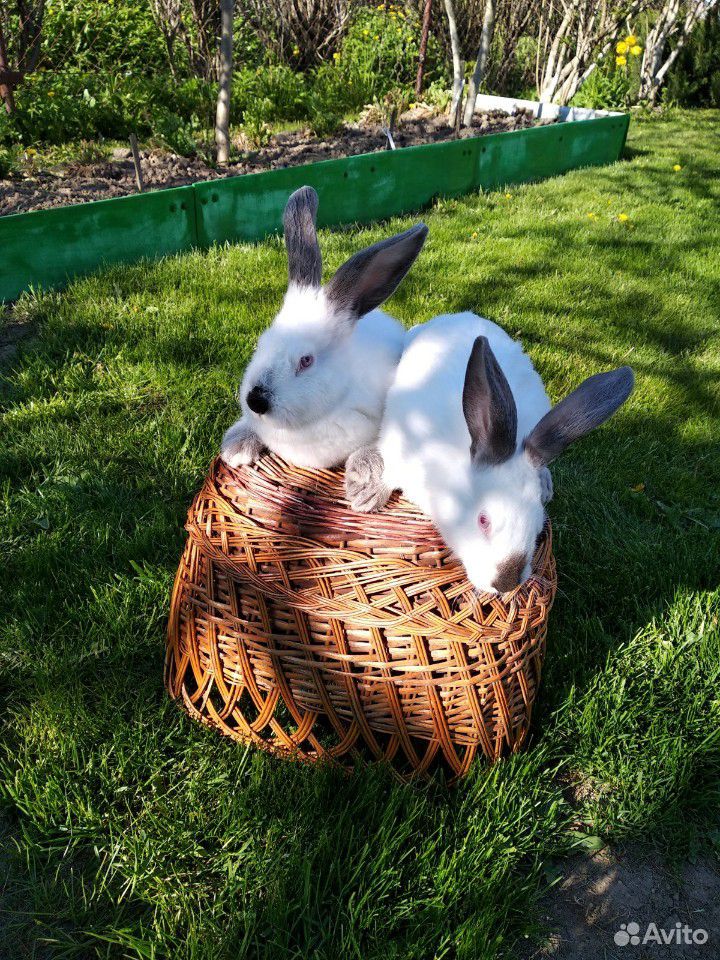Кролики самочки Калифорнийцы купить на Зозу.ру - фотография № 1