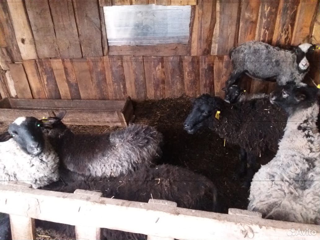 Отара овец купить на Зозу.ру - фотография № 2
