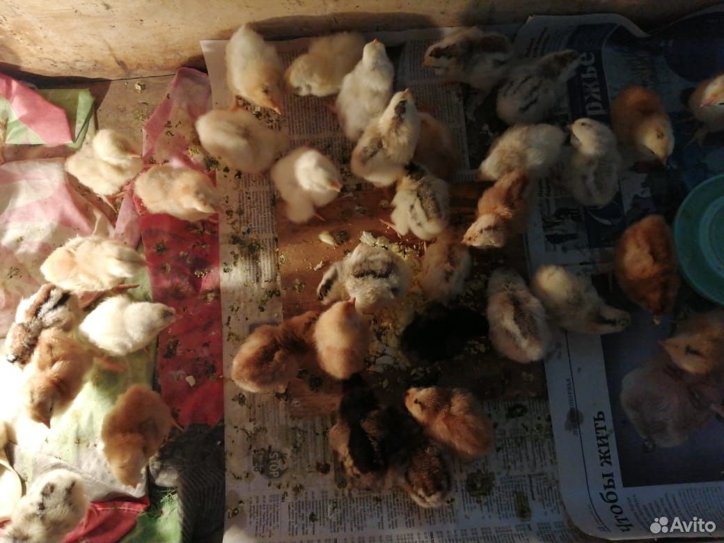 Цыплята домашние купить на Зозу.ру - фотография № 4