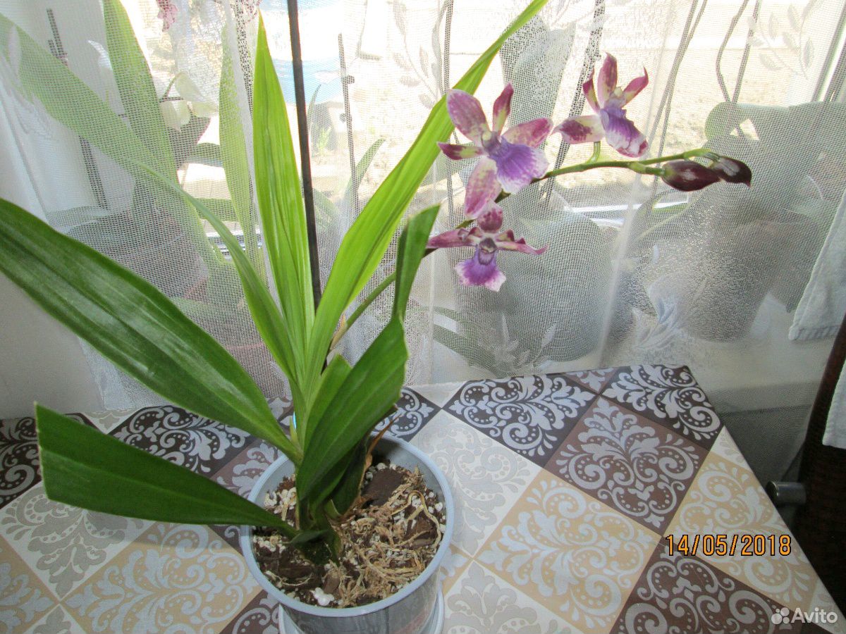 Орхидеи купить на Зозу.ру - фотография № 3