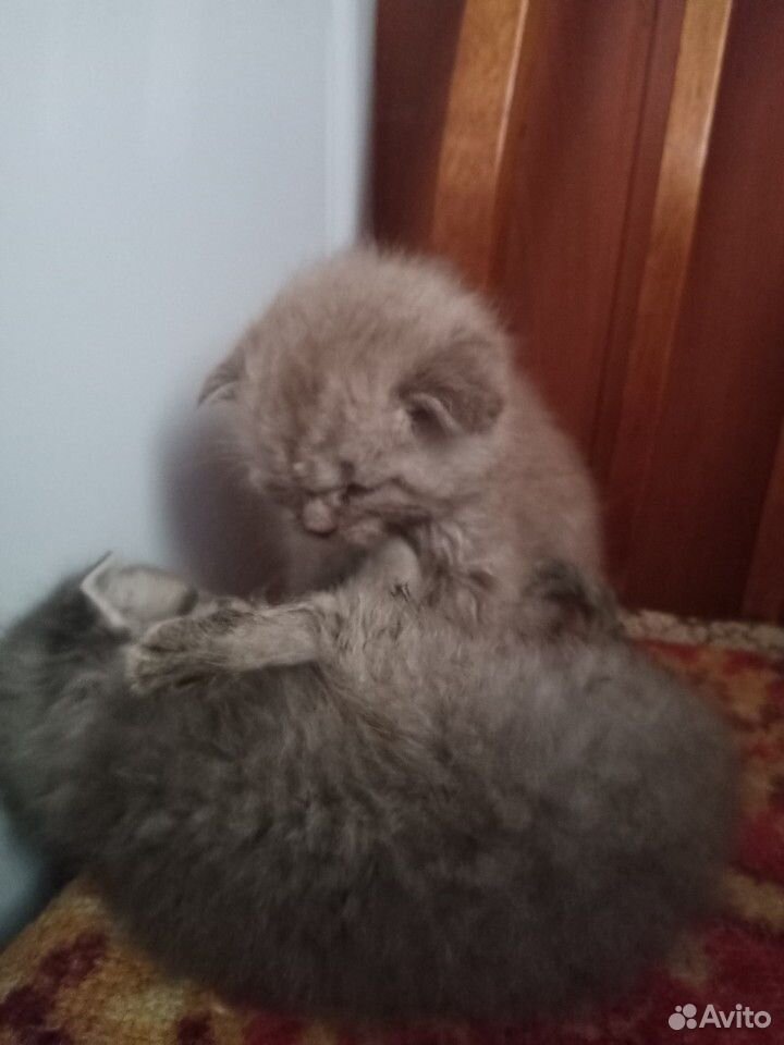 Сладкие котятки купить на Зозу.ру - фотография № 1
