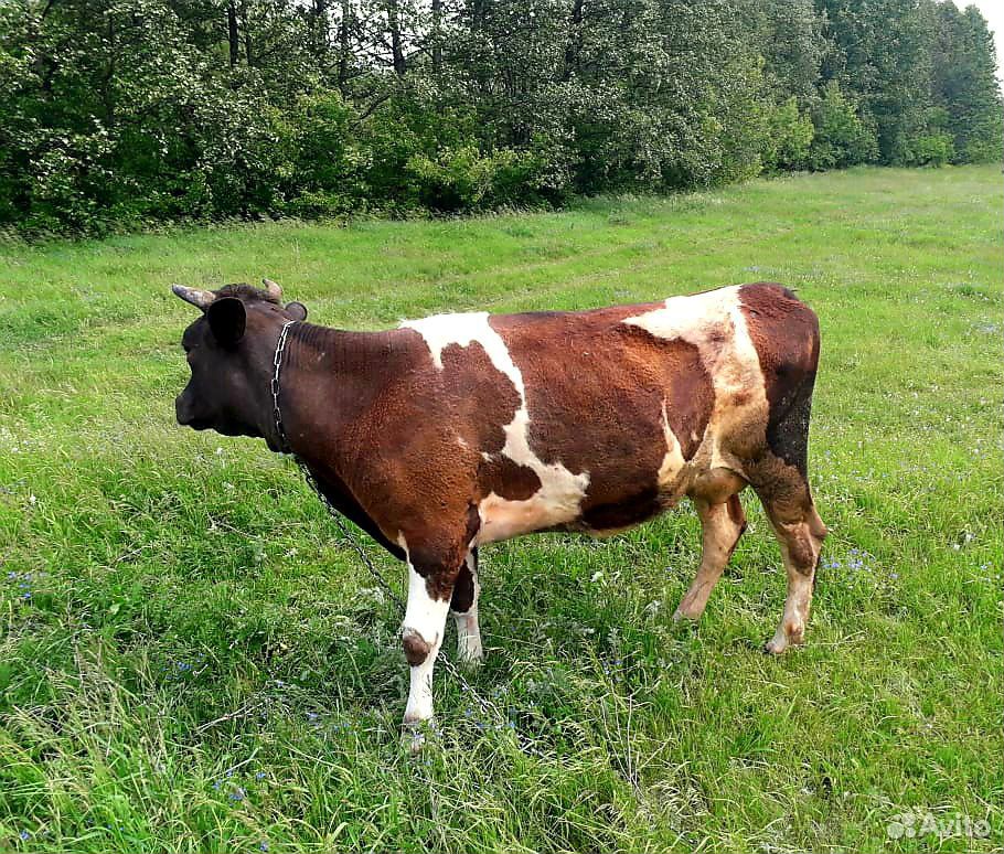 Корова стельная, вторая пока нет купить на Зозу.ру - фотография № 2