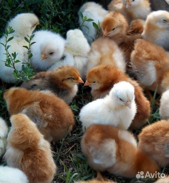 Цыплята кур Ломан Браун купить на Зозу.ру - фотография № 1