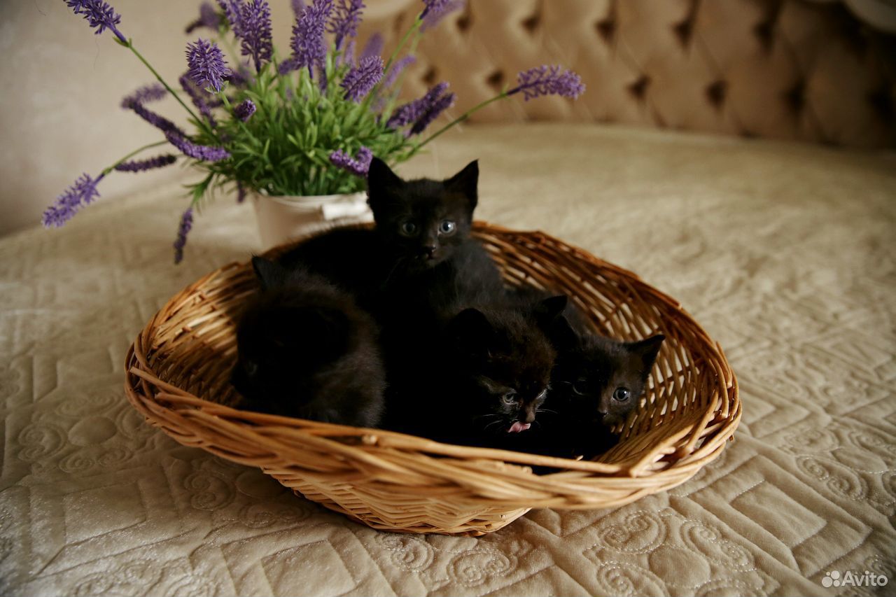 Котята в хорошие руки купить на Зозу.ру - фотография № 9