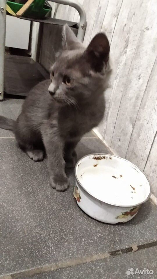 Красивый серый котенок купить на Зозу.ру - фотография № 2