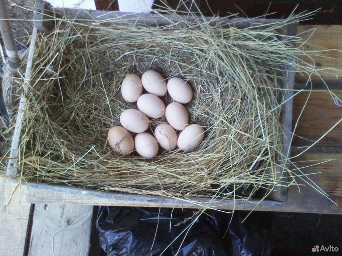 Яйцо фазана инкубационные купить на Зозу.ру - фотография № 1