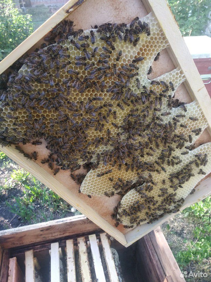 Пчелы пчелопакеты купить на Зозу.ру - фотография № 3