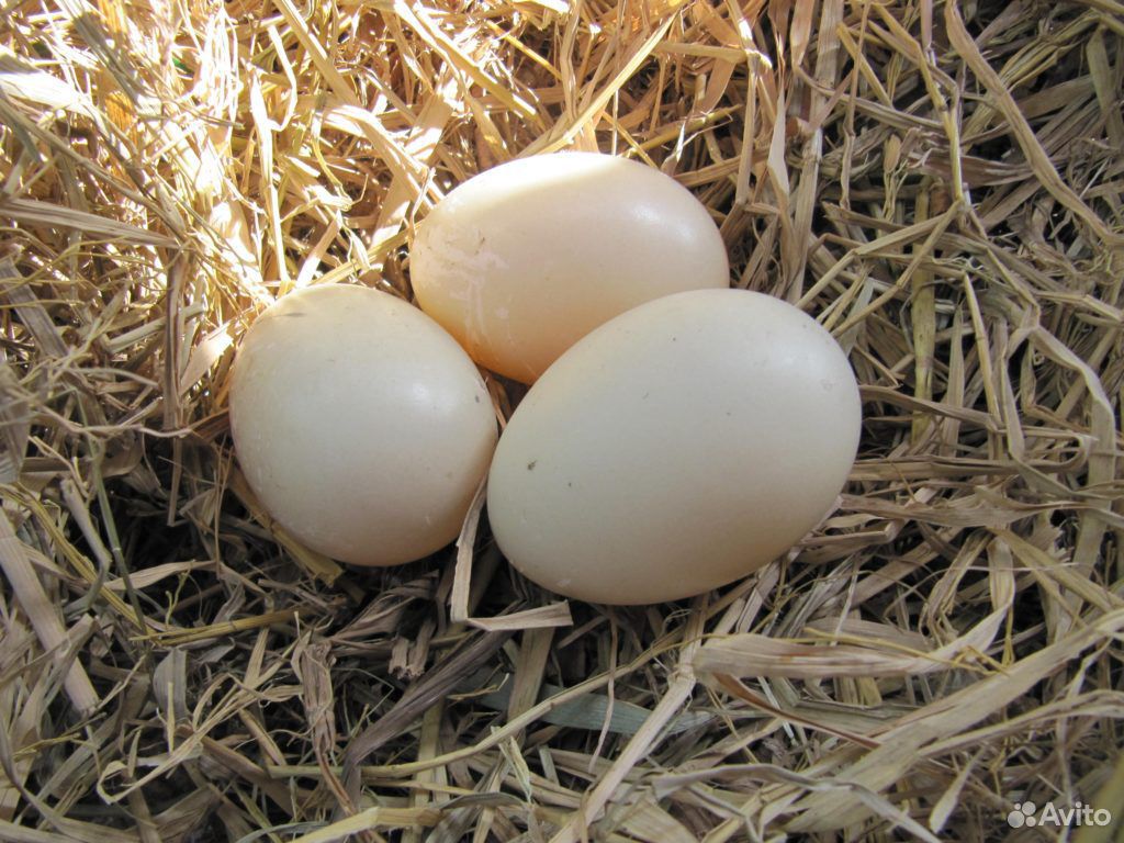 Яйца индоуток купить на Зозу.ру - фотография № 1
