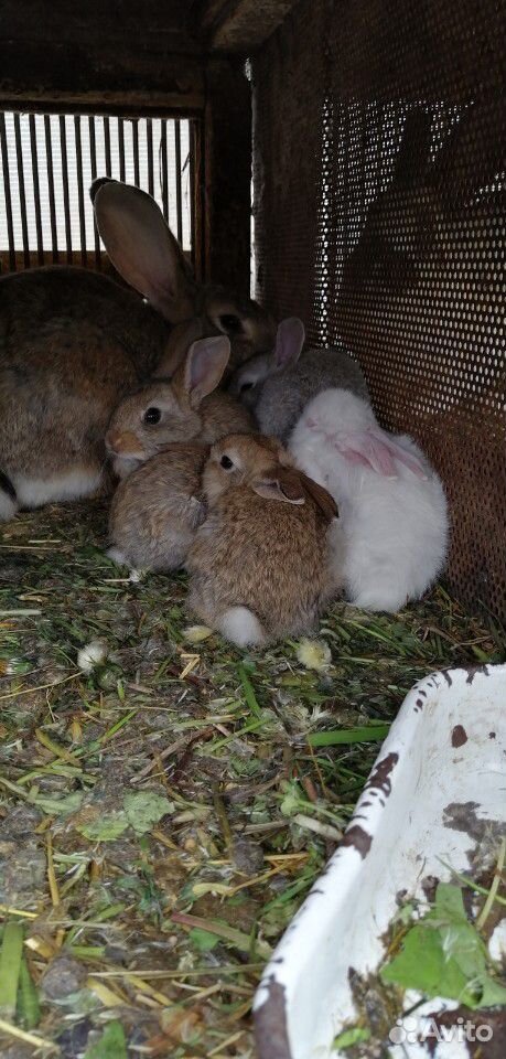 Кролики (1-3 месячные) купить на Зозу.ру - фотография № 9
