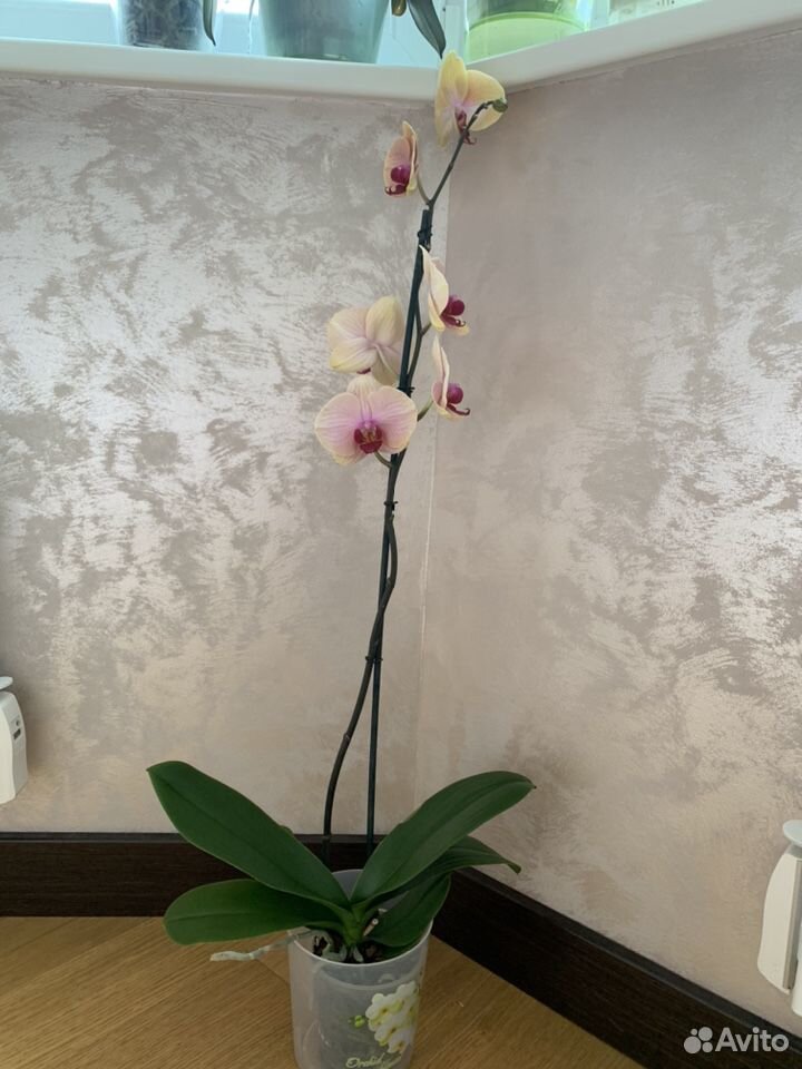 Орхидея фаленопсис, крупное растение купить на Зозу.ру - фотография № 4