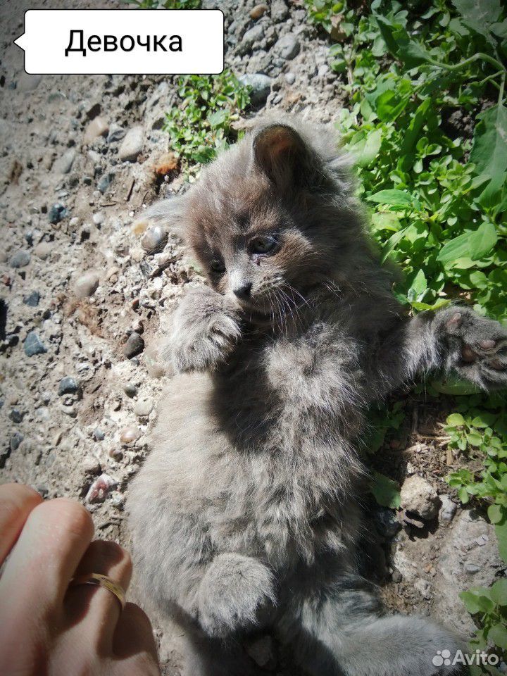 Котята в хорошие руки купить на Зозу.ру - фотография № 4