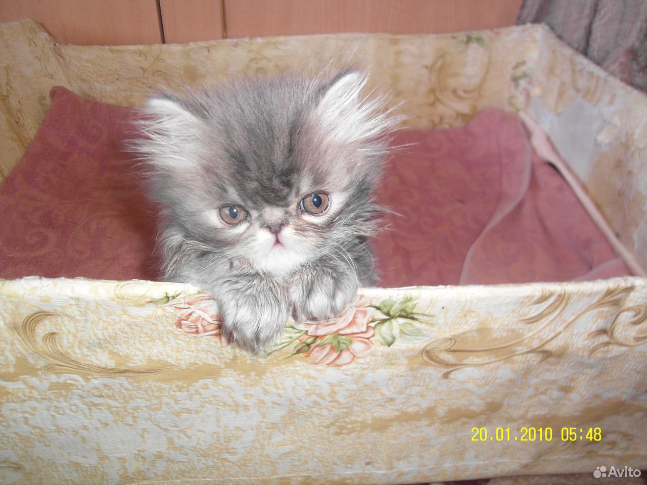Продам персидских котят купить на Зозу.ру - фотография № 7