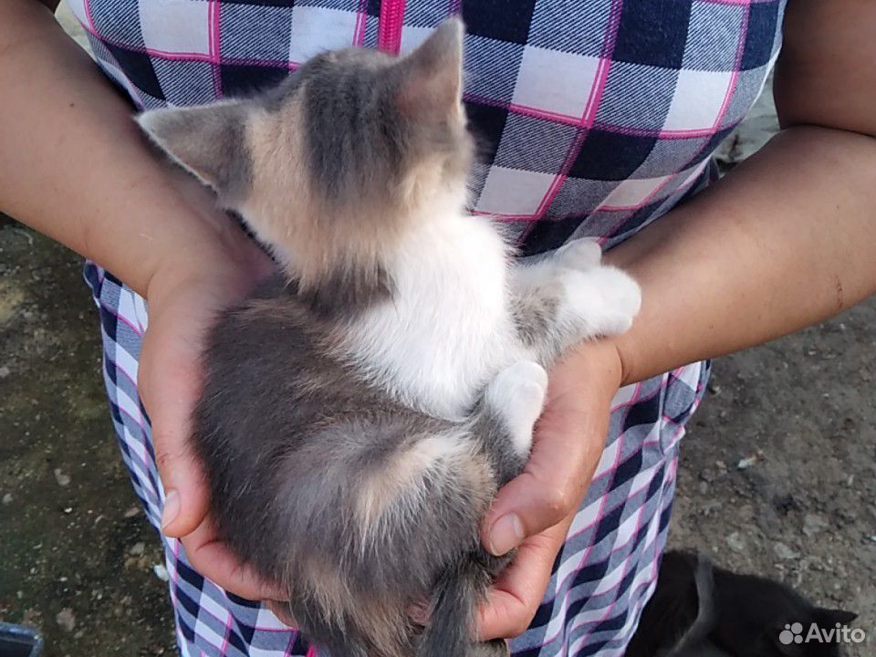 Кошечка в добрые руки купить на Зозу.ру - фотография № 2