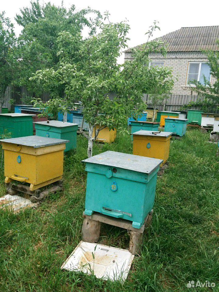 Пчеломатки плодные и неплодные купить на Зозу.ру - фотография № 2
