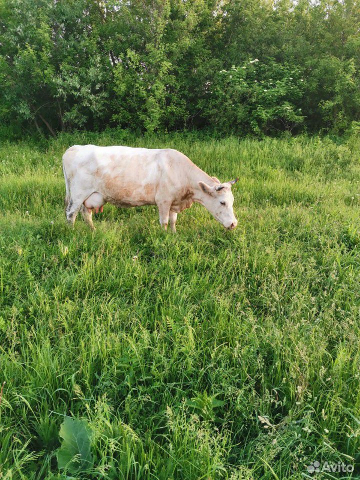 Корова, и бычок купить на Зозу.ру - фотография № 2