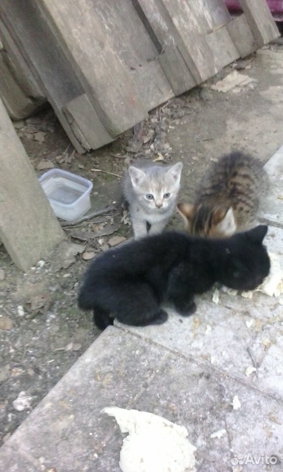 Три котенка ищут свой дом купить на Зозу.ру - фотография № 1