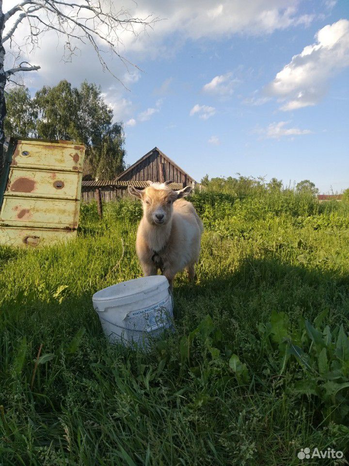 Коза и козленок купить на Зозу.ру - фотография № 3
