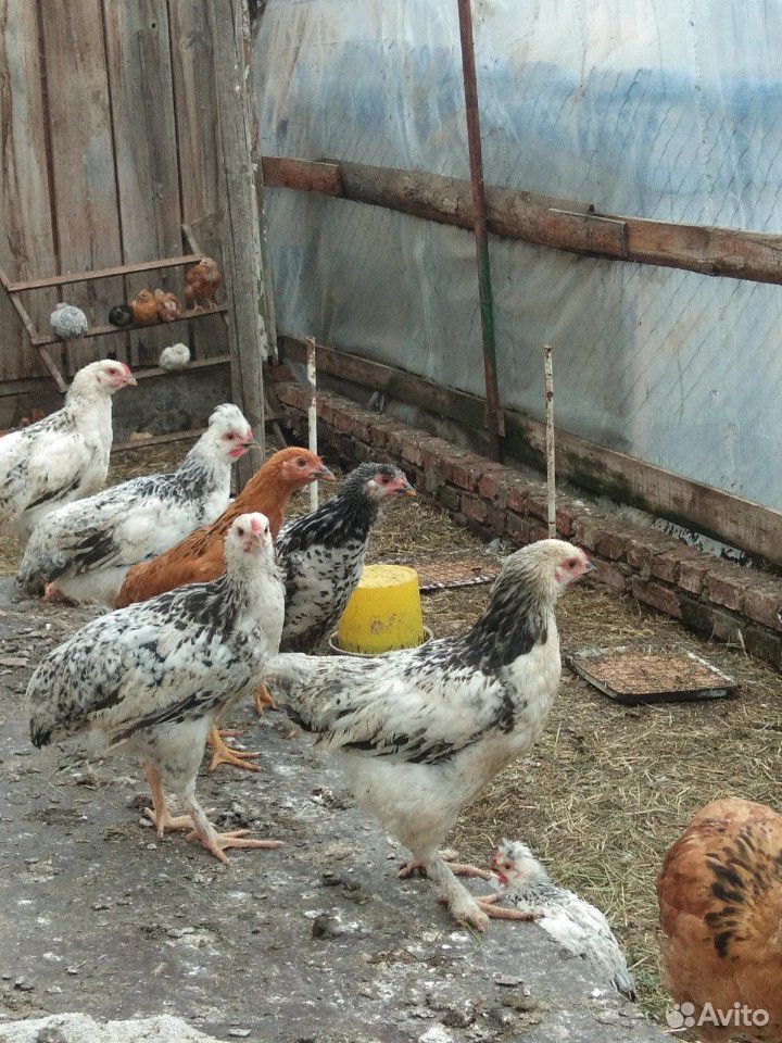 Цыплята, индюшата купить на Зозу.ру - фотография № 4