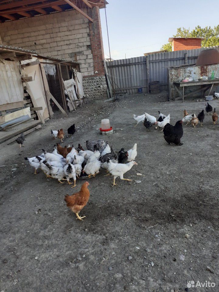 Продаются куры разные, есть еще и цыпляты купить на Зозу.ру - фотография № 3
