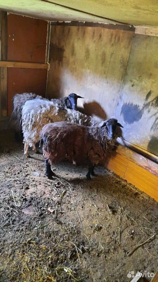 Продам две овцы курдюшные и баран курдюшный купить на Зозу.ру - фотография № 3
