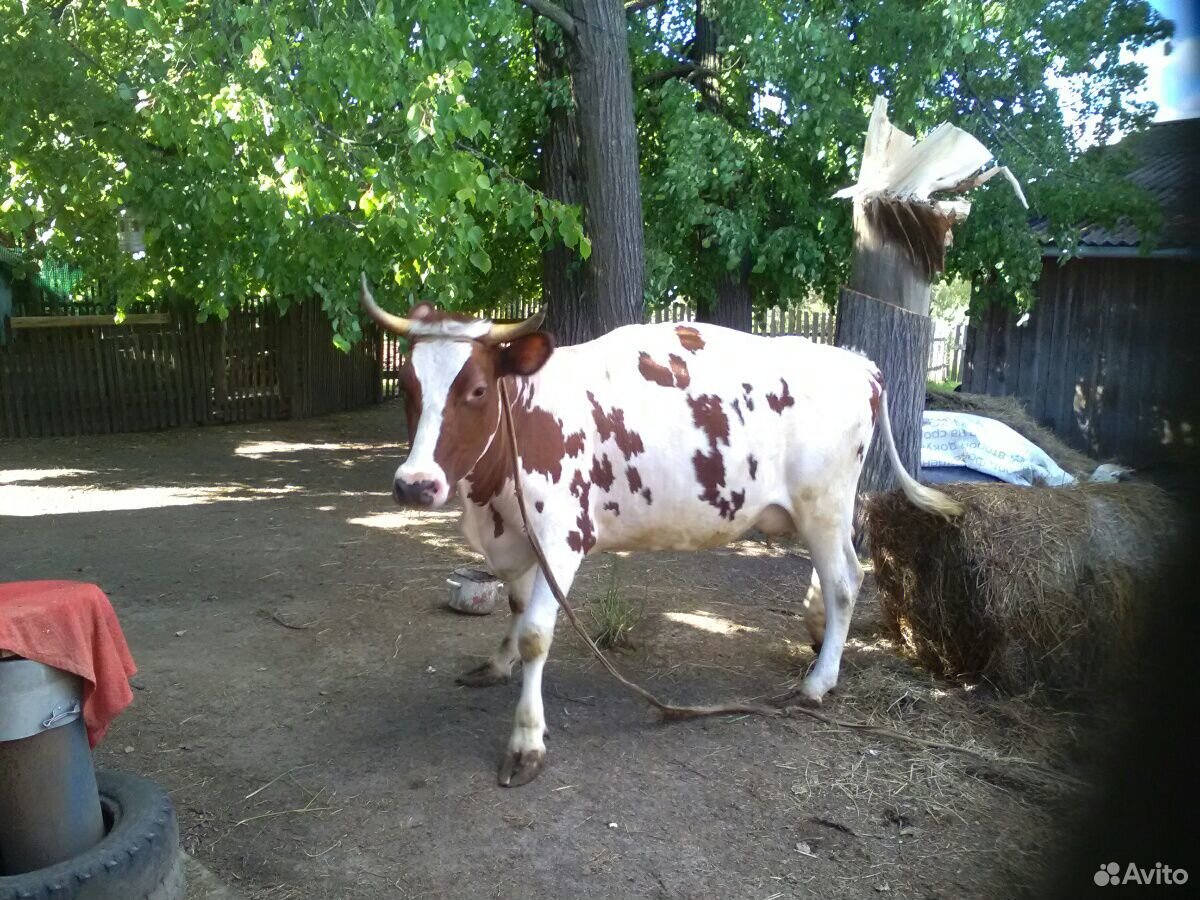 Корова айширской породы купить на Зозу.ру - фотография № 5