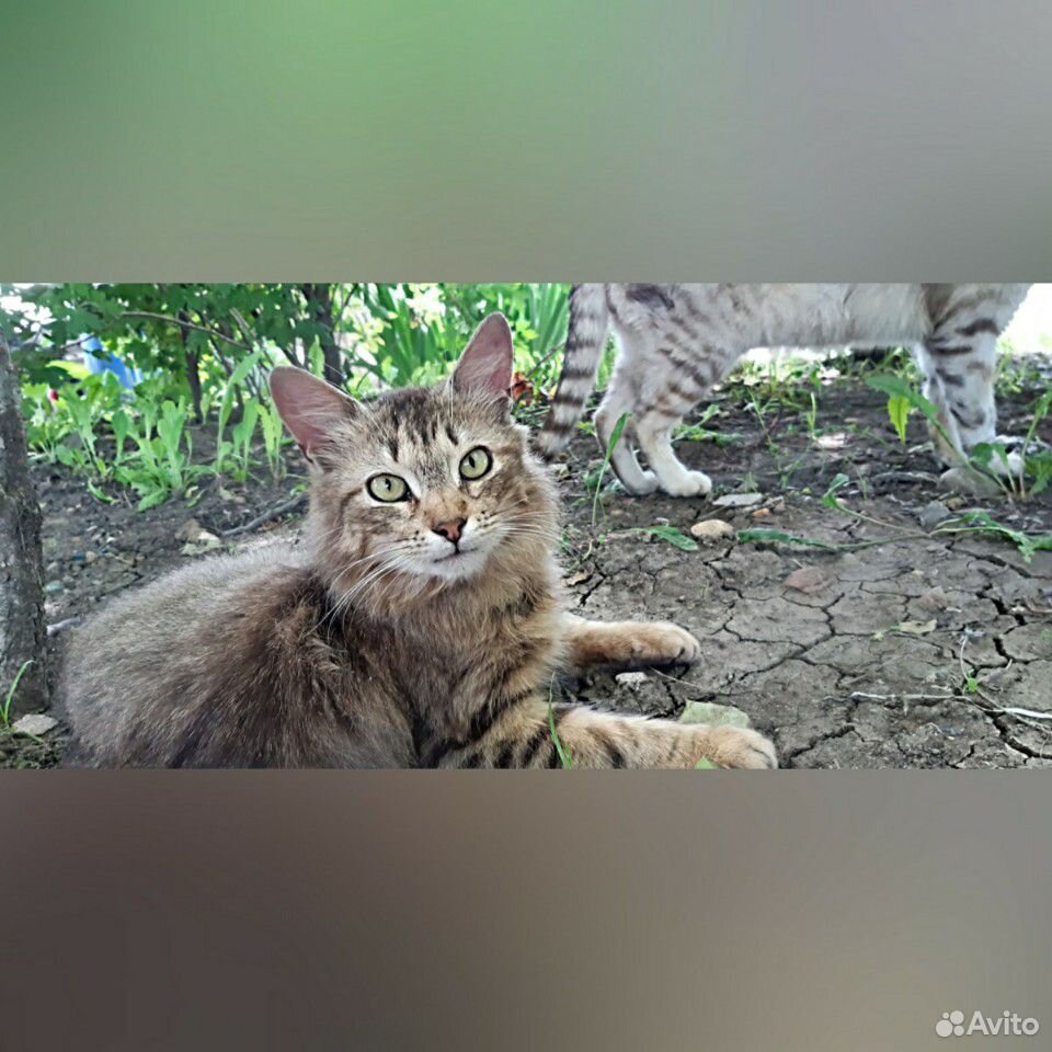 Котики купить на Зозу.ру - фотография № 2