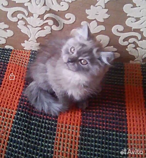 Котик три месяца купить на Зозу.ру - фотография № 1