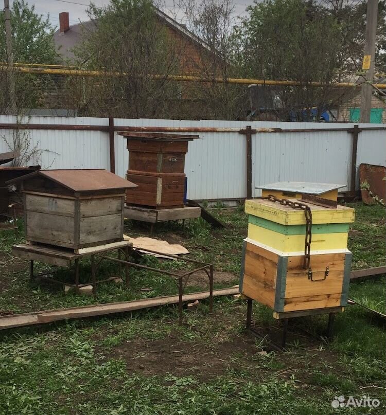 Пчелосемьи (Пчелы) купить на Зозу.ру - фотография № 2