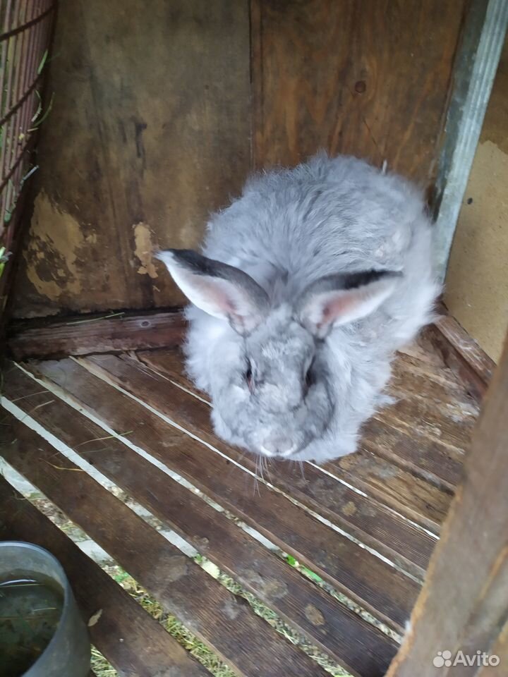 Продам кроликов породы бабочка-серый купить на Зозу.ру - фотография № 7