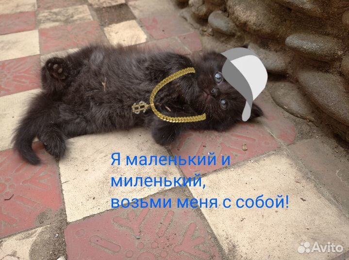 Очень милые котята купить на Зозу.ру - фотография № 3