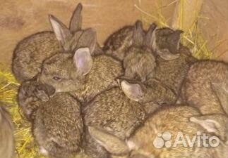Продаю крольчат, порода Фландр месяц жизни 250 купить на Зозу.ру - фотография № 1