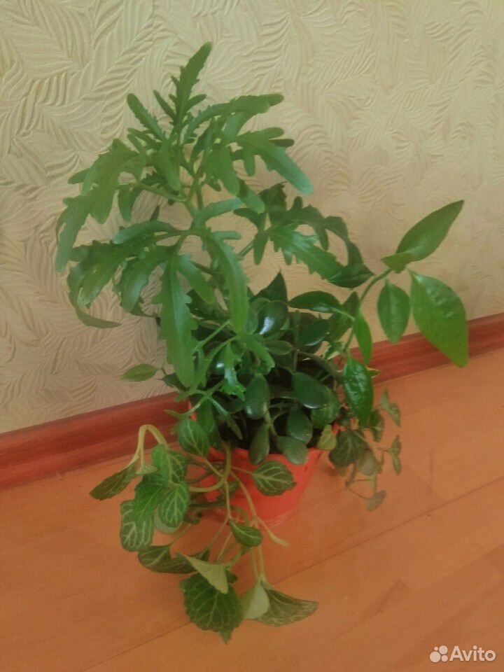 Комнатные растения, цветочный садик купить на Зозу.ру - фотография № 2
