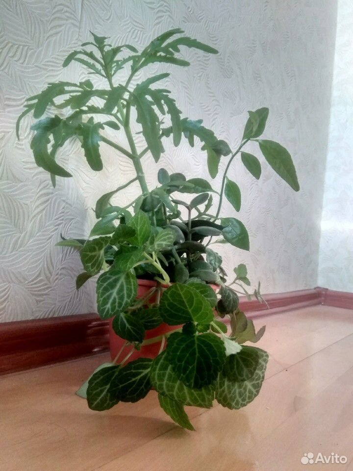 Комнатные растения, цветочный садик купить на Зозу.ру - фотография № 5