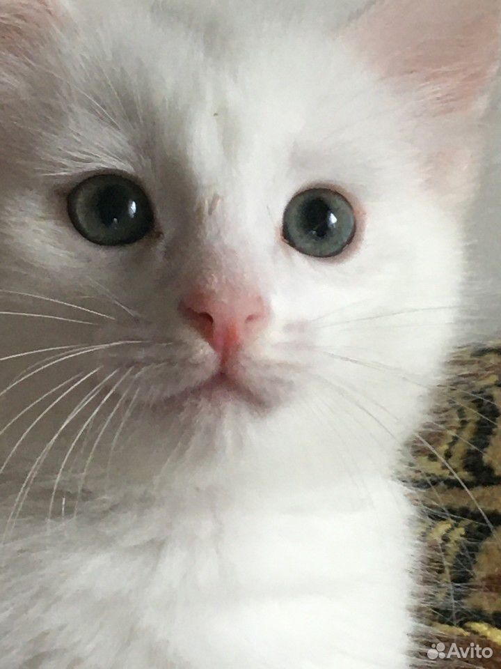 Беленький котик купить на Зозу.ру - фотография № 1