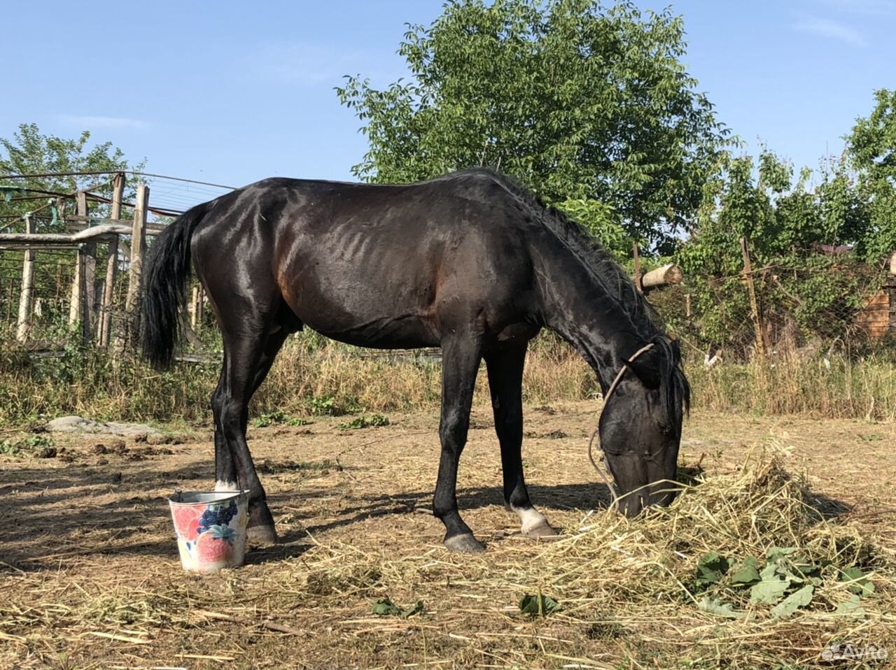 Карачаевка с лошадью. Лошади на авито по Воронежской области. Купить лошадь на авито. Купить лошадь на авито в Мордовии. Продажа лошадей на авито в омской области