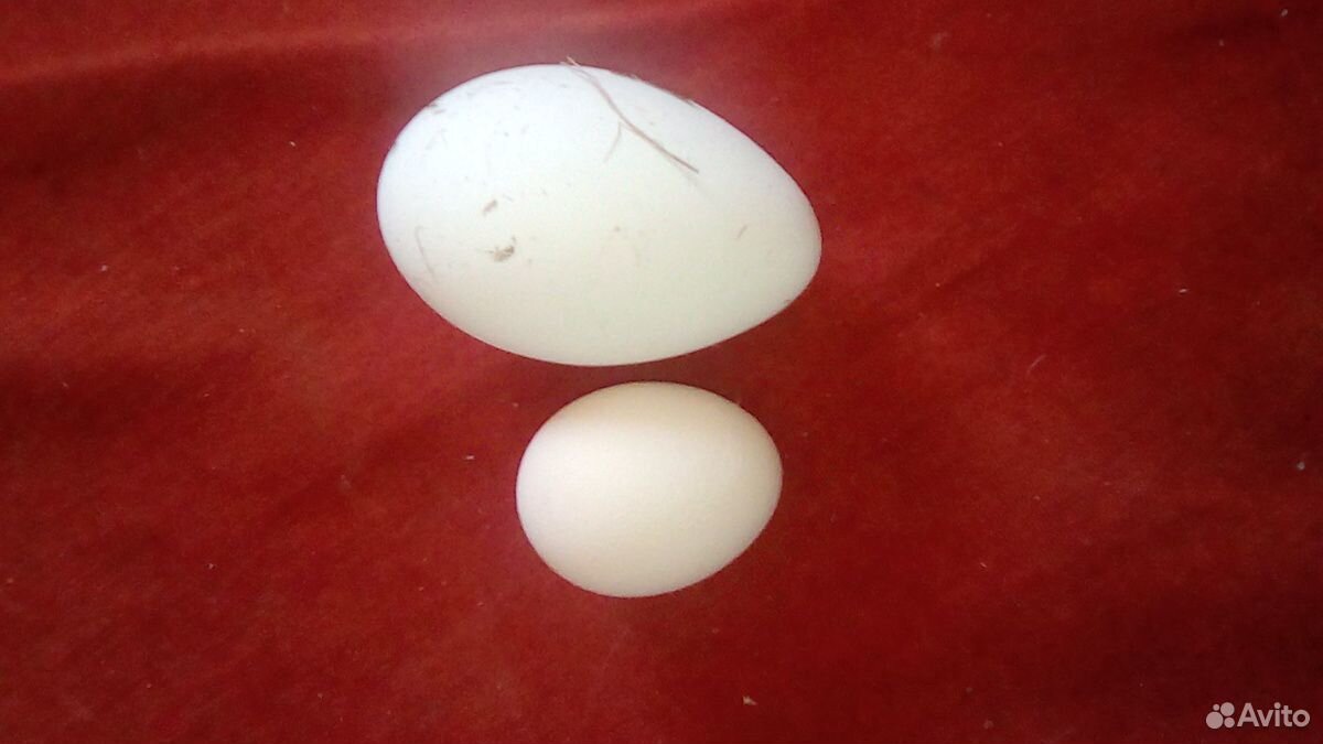 Яйцо гусинное купить на Зозу.ру - фотография № 2