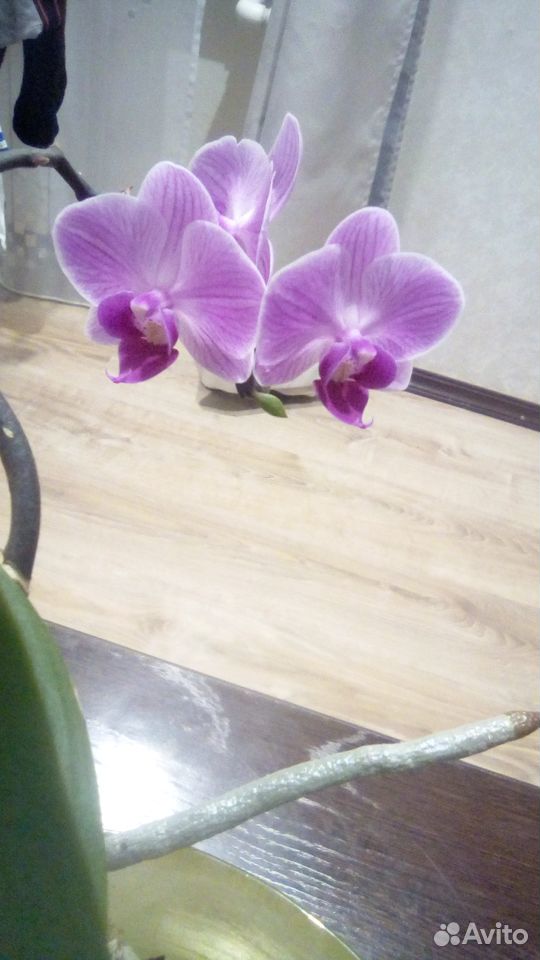 Продам орхидеи купить на Зозу.ру - фотография № 4