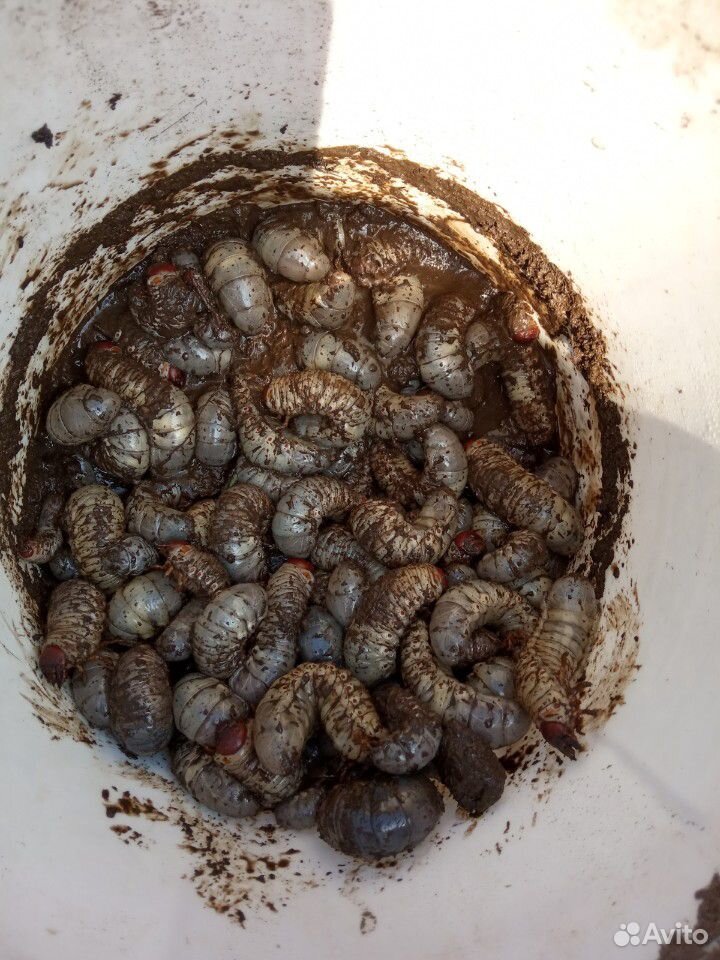 Личинки майского жука купить на Зозу.ру - фотография № 2