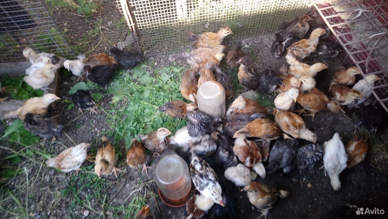 Цыплята домашние подрощенные,яйцо для инкубации купить на Зозу.ру - фотография № 7