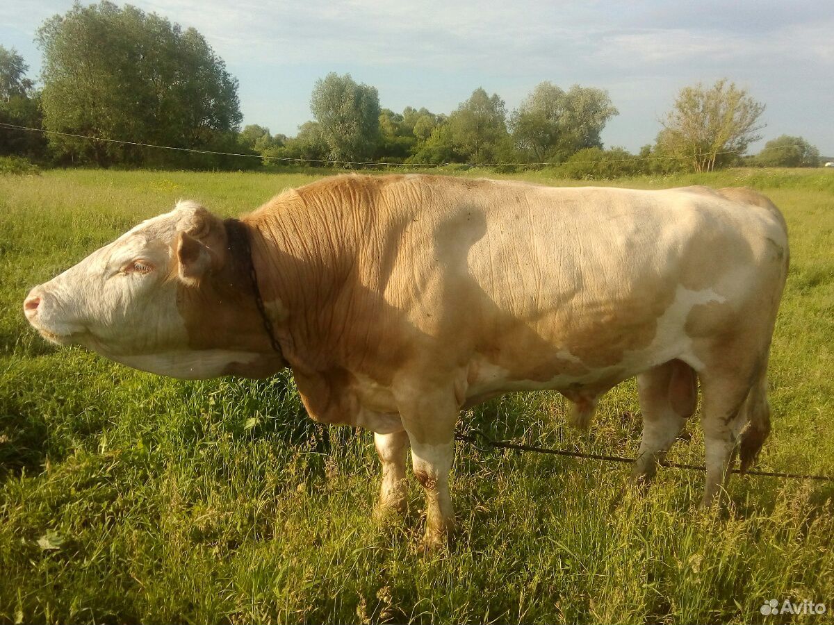Коровы,бык купить на Зозу.ру - фотография № 4