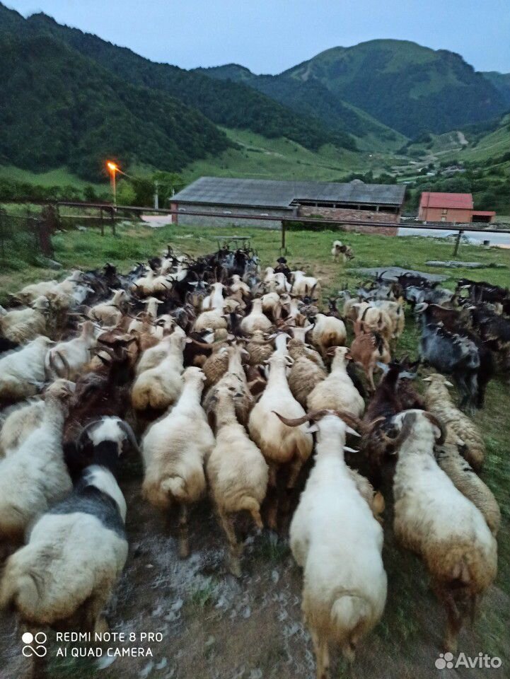 Овцы и козы в круг купить на Зозу.ру - фотография № 4
